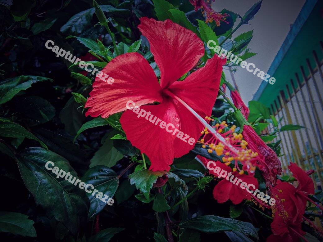 Red hibiscus flower